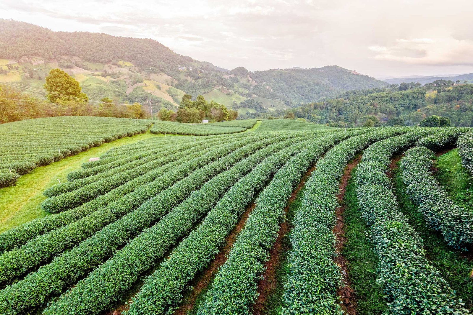Farm For Sale
